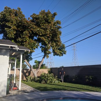 Premier Tree Experts - Tree Services Near Me - Orange, California Premier Tree Experts - Tree Services Near Me - Orange, California