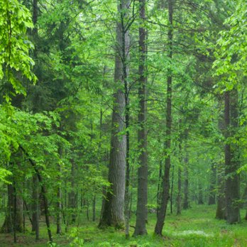 Palacios Tree Service - Tree Services Near Me Palacios Tree Service - Tree Services Near Me