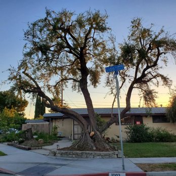 Marcelo Tree Services - After-Olive tree in front. Corner view. - Tree Services Near Me Marcelo Tree Services - After-Olive tree in front. Corner view. - Tree Services Near Me
