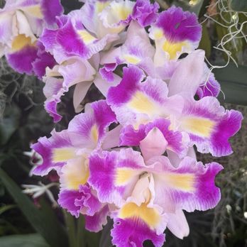 Missouri Botanical Garden - Orchid - Botanical Gardens Near Me - Saint Louis, Missouri