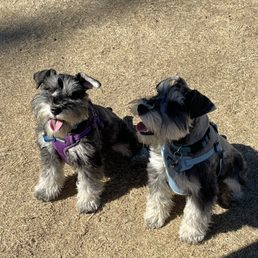 Our new pups loved it their first dog park Our new pups loved it their first dog park