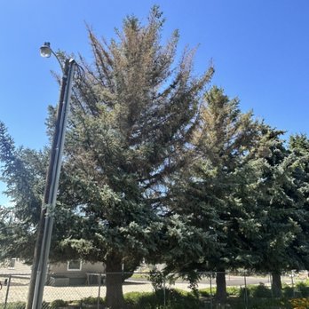 Happy Aspen Arbor Care - Sick spruce slowly recovering after fungicide treatment in early spring. - Tree Services Near Me Happy Aspen Arbor Care - Sick spruce slowly recovering after fungicide treatment in early spring. - Tree Services Near Me