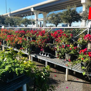 Houston Garden Centers - Red and Pink Flowers - Nurseries & Gardening Near Me - Houston, Texas