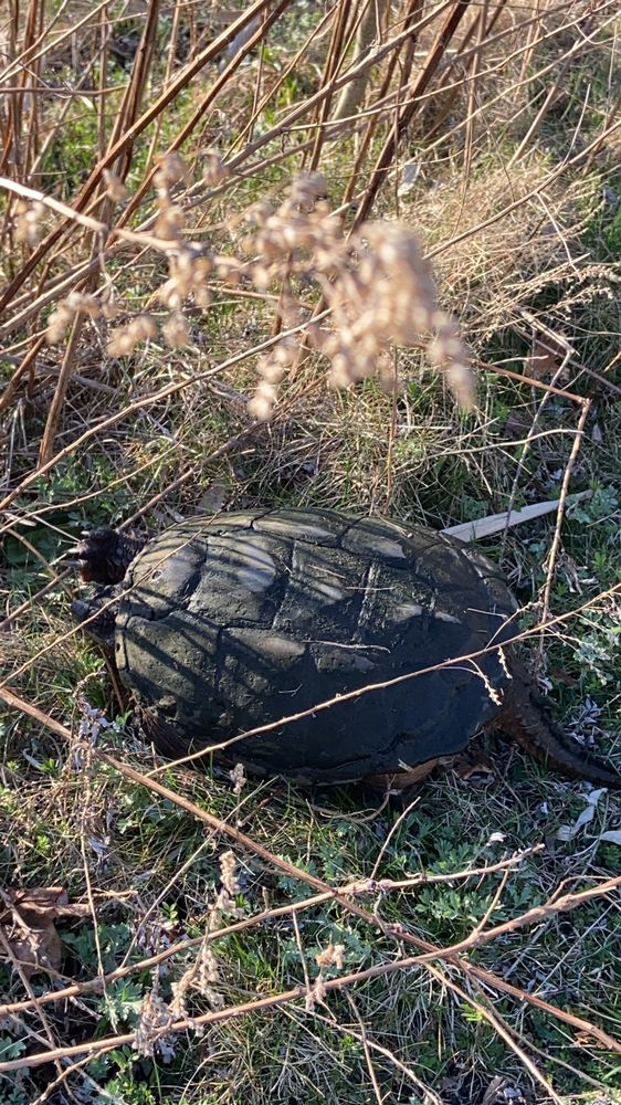 SWAN RIVER PRESERVE Updated October 2024 20 Photos Montauk Hwy, Patchogue, New York Dog