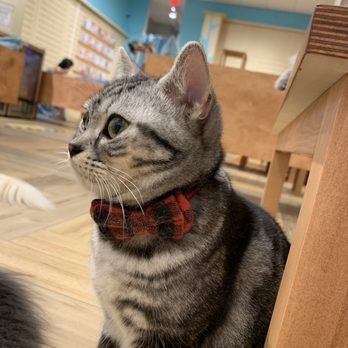 Cat Cafe Moff - cute little guy with a cute little bow tie - Themed Cafes Near Me - Honolulu, Hawaii Cat Cafe Moff - cute little guy with a cute little bow tie - Themed Cafes Near Me - Honolulu, Hawaii