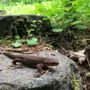 Photo of Northwest Naturescapes