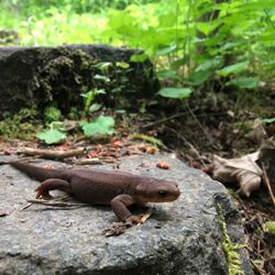 Northwest Naturescapes