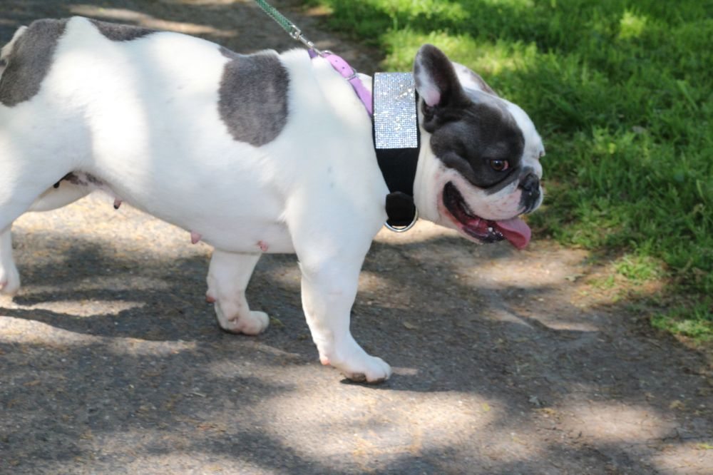 SACTOWN FRENCHIES Updated September 2024 8758 Shasta Lily Dr, Elk