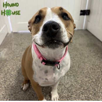 Hound House - Picture update of Maisie from the Hound House team. - Pet Sitting Near Me - Las Vegas, Nevada Hound House - Picture update of Maisie from the Hound House team. - Pet Sitting Near Me - Las Vegas, Nevada