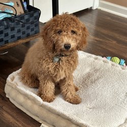 Trusted Tails Dog Training and Behavior