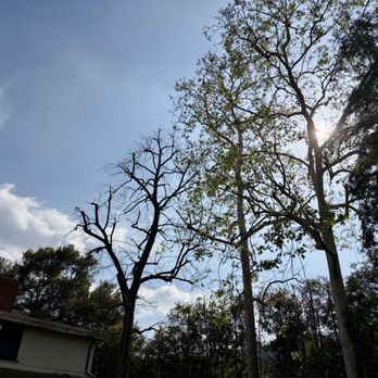 Villatoro Tree Care - Sycamores and pecan tree - Tree Services Near Me Villatoro Tree Care - Sycamores and pecan tree - Tree Services Near Me