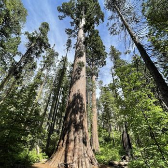 Calaveras Big Trees State Park - Giant sequoias - Parks Near Me - Arnold, California