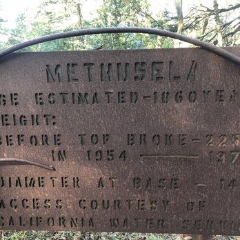 Methuselah Tree - Landmarks & Historical Buildings Near Me - Woodside, California