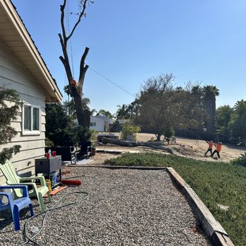 Phillip's Tree Service - Tree Services Near Me - Vista, California Phillip's Tree Service - Tree Services Near Me - Vista, California