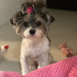 Keno's Pet Grooming Salon - Perfect puppy cut