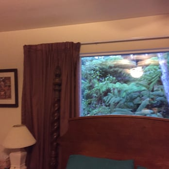 Volcano Forest - Window above bed - Bed & Breakfast Near Me - Volcano, Hawaii