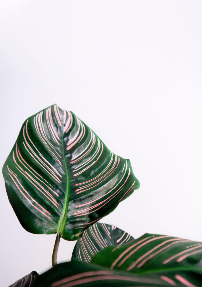 Washington Insight Solutions - grief counselor in Rockville, MD