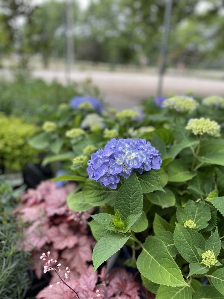 PRAIRIE HILLS NURSERY AND PLANT SHOP Updated May 2024 26 Photos