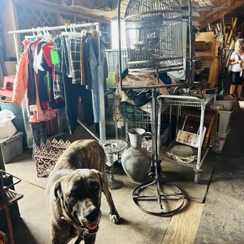 Pickers Paradise - Sweet dog up for adoption- pls find her a good home! 5/2026 - Antiques Near Me - San Antonio, Texas