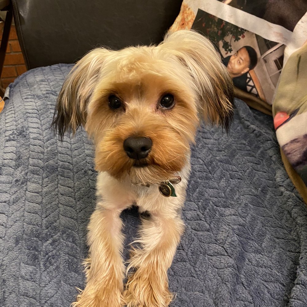 PetSmart - Louis, my uncut, unwashed 9 month old Yorkie! - Pet Stores Near Me - Pinole, California PetSmart - Louis, my uncut, unwashed 9 month old Yorkie! - Pet Stores Near Me - Pinole, California