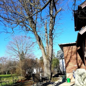 A1 Outdoor Services - Before - Tree Services Near Me