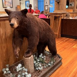 Taxidermy bear