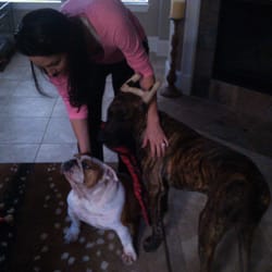 Suburb Sitters Dog Walking & Pet Sitting