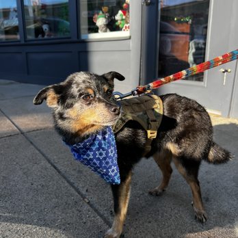 Scrub a Dog - Little rocco man struttin his stuff - Pet Groomers Near Me - Maynard, Massachusetts Scrub a Dog - Little rocco man struttin his stuff - Pet Groomers Near Me - Maynard, Massachusetts