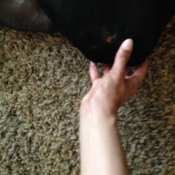 The Paw Spa Pet Resort - According to them he scrapped his leg to a concrete wall. - Pet Groomers Near Me - Omaha, Nebraska