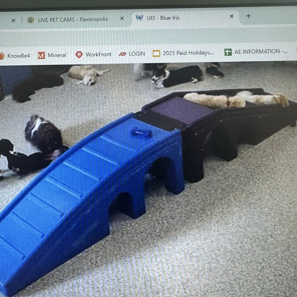 Pawtropolis - Doggie cams - Pet Sitting Near Me - Bogart, Georgia Pawtropolis - Doggie cams - Pet Sitting Near Me - Bogart, Georgia