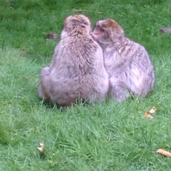 Monkey Forest Trentham - Cuddling monkeys - Zoos Near Me - Staffordshire, STS