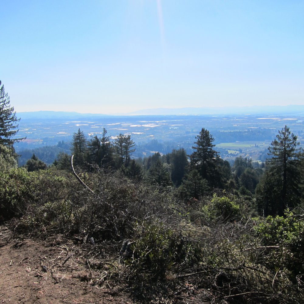 Byrne-Milliron Forest - Hiking Near Me - Corralitos, California Byrne-Milliron Forest - Hiking Near Me - Corralitos, California