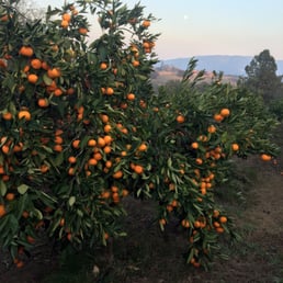 Gorgeous Mandarins