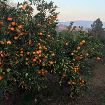 Newcastle Mandarin Ranch - Gorgeous Mandarins - Fruits & Veggies Near Me - Newcastle, California