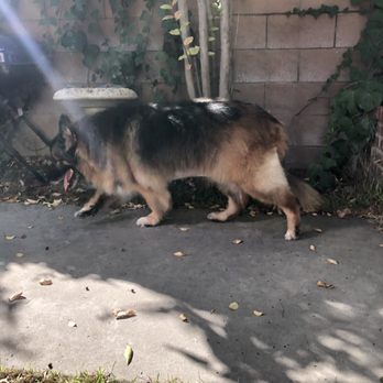 DogDash Mobile Grooming - After - Pet Groomers Near Me