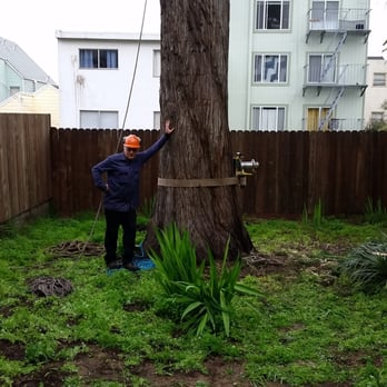 Kutches Tree Company - Tree Services Near Me - San Francisco, California Kutches Tree Company - Tree Services Near Me - San Francisco, California