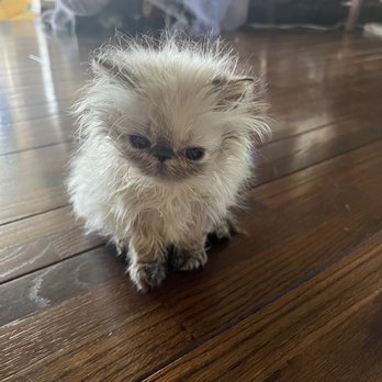 Kingsley Kittens - Pet Breeders Near Me