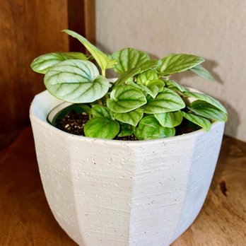 Flowerland Nursery - Peperomia Argyreia - Nurseries & Gardening Near Me - Albany, California Flowerland Nursery - Peperomia Argyreia - Nurseries & Gardening Near Me - Albany, California