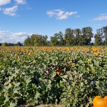 The Pumpkin Patch - Pumpkin patch - Fruits & Veggies Near Me - Portland, Oregon The Pumpkin Patch - Pumpkin patch - Fruits & Veggies Near Me - Portland, Oregon
