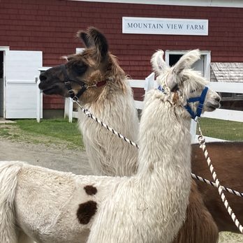 Mountain View Grand Resort - Llamas out for a trek - Day Spas Near Me - Whitefield, New Hampshire Mountain View Grand Resort - Llamas out for a trek - Day Spas Near Me - Whitefield, New Hampshire