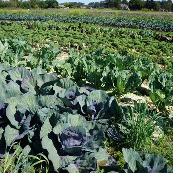 River Run Farm - Greens - CSA Near Me - Sequim, Washington
