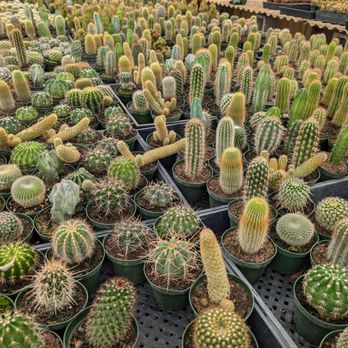 Florida Cactus - Nurseries & Gardening Near Me - Apopka, Florida