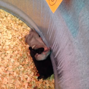 Livengood Feeds - Bunny love ! - Pet Stores Near Me - San Antonio, Texas Livengood Feeds - Bunny love ! - Pet Stores Near Me - San Antonio, Texas