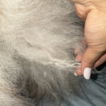 Suds N’ Bones Grooming Parlor - Knot in backend after the grooming service. - Pet Groomers Near Me - Fontana, California Suds N’ Bones Grooming Parlor - Knot in backend after the grooming service. - Pet Groomers Near Me - Fontana, California