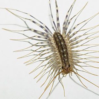 Bug Stop Services - House centipede, don't let this guys hang out in your home. - Pest Control Near Me Bug Stop Services - House centipede, don't let this guys hang out in your home. - Pest Control Near Me