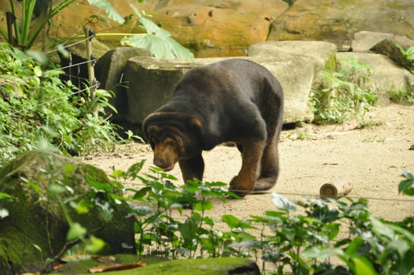 Zoo Negara Malaysia by null