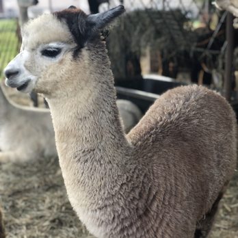 Vintage Alpacas Farm - Farms Near Me - Brooklyn Heights, Ohio Vintage Alpacas Farm - Farms Near Me - Brooklyn Heights, Ohio