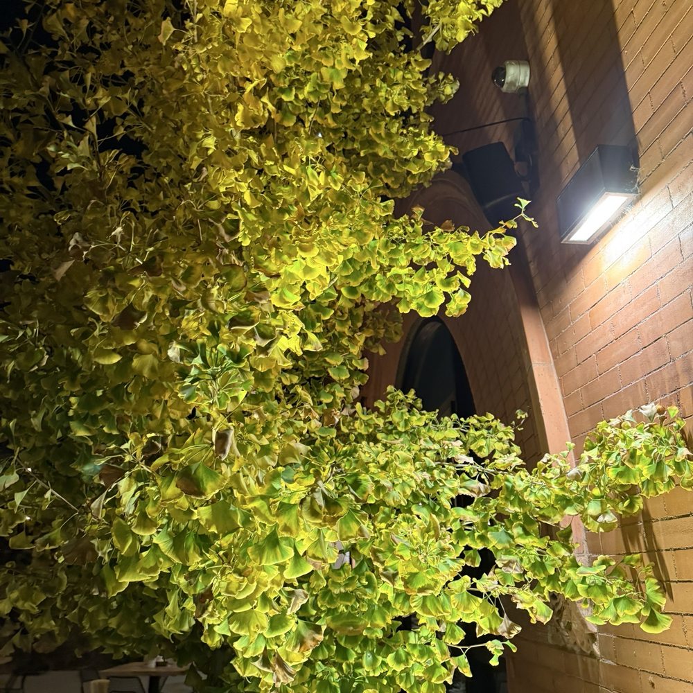 Kawa Ni - Ginkgo - Izakaya Near Me - Denver, Colorado Kawa Ni - Ginkgo - Izakaya Near Me - Denver, Colorado