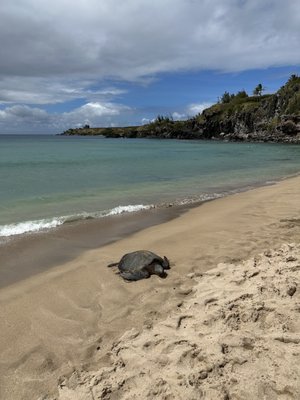 Slaughterhouse Beach by null