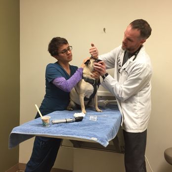 Four Paws Veterinary Center - Dr. Jones, Eli and of course... Pugsly. - Veterinarians Near Me - Seattle, Washington Four Paws Veterinary Center - Dr. Jones, Eli and of course... Pugsly. - Veterinarians Near Me - Seattle, Washington